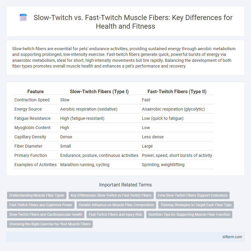 Slow-Twitch vs. Fast-Twitch Muscle Fibers: Key Differences for Health and Fitness