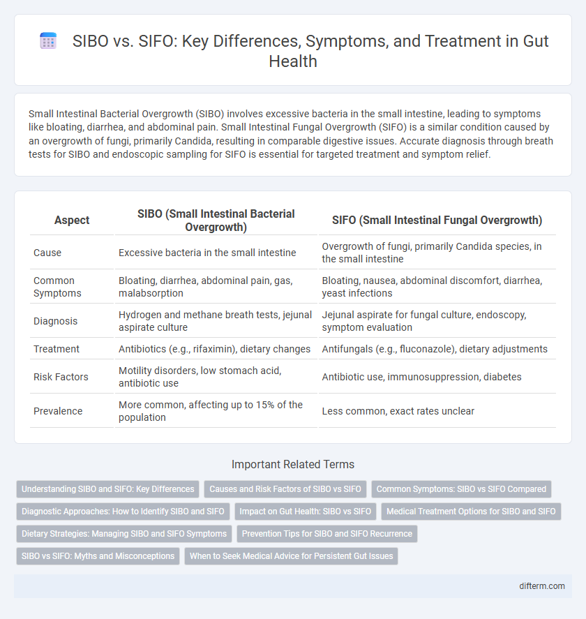 SIBO vs. SIFO: Key Differences, Symptoms, and Treatment in Gut Health