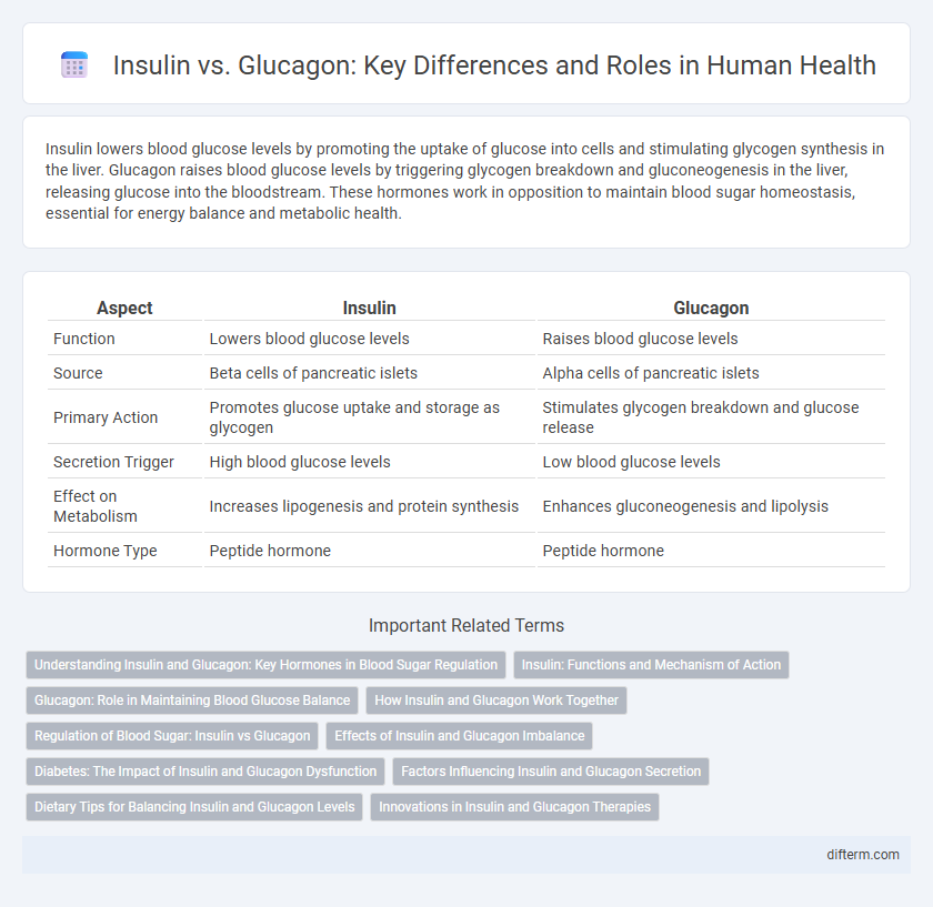 Insulin vs. Glucagon: Key Differences and Roles in Human Health