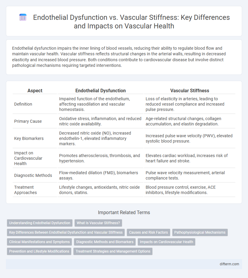 Endothelial Dysfunction vs. Vascular Stiffness: Key Differences and Impacts on Vascular Health