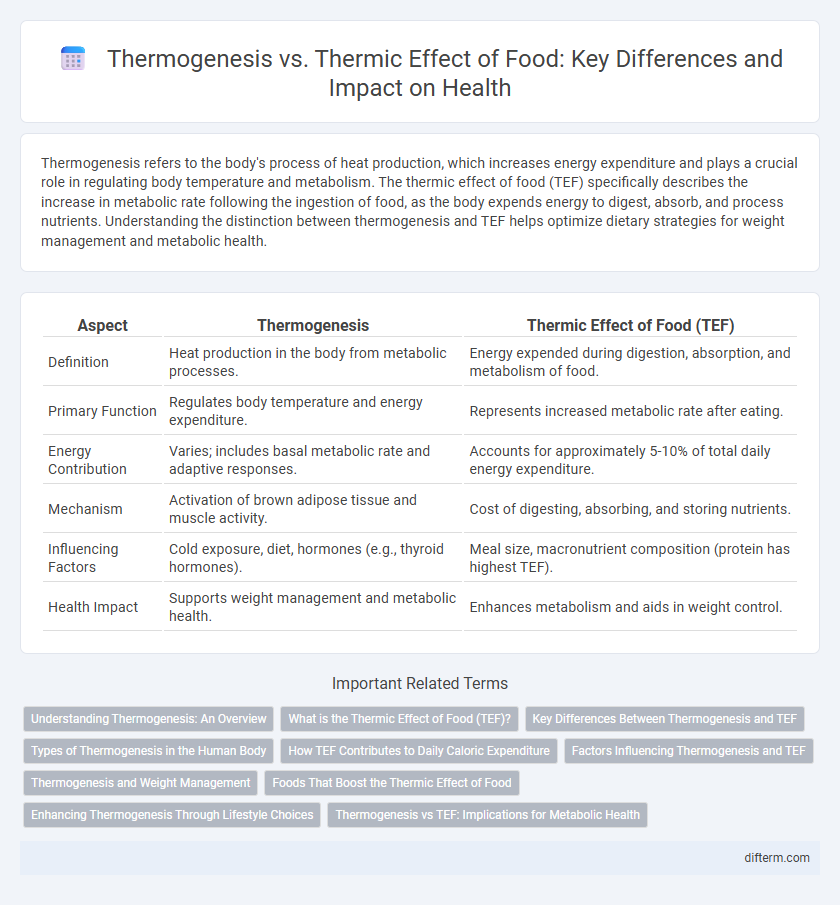 Thermogenesis vs. Thermic Effect of Food: Key Differences and Impact on Health