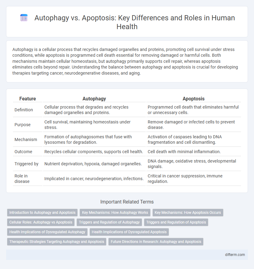 Autophagy vs. Apoptosis: Key Differences and Roles in Human Health