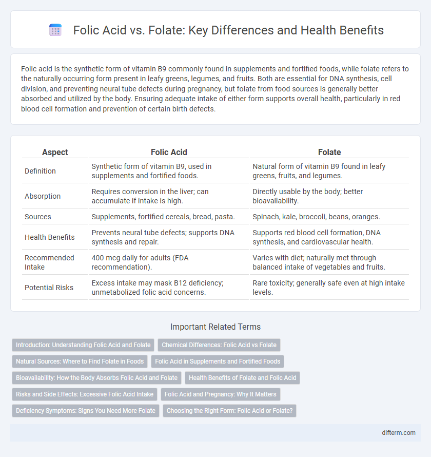 Folic Acid vs. Folate: Key Differences and Health Benefits