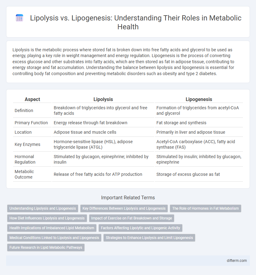 Lipolysis vs. Lipogenesis: Understanding Their Roles in Metabolic Health