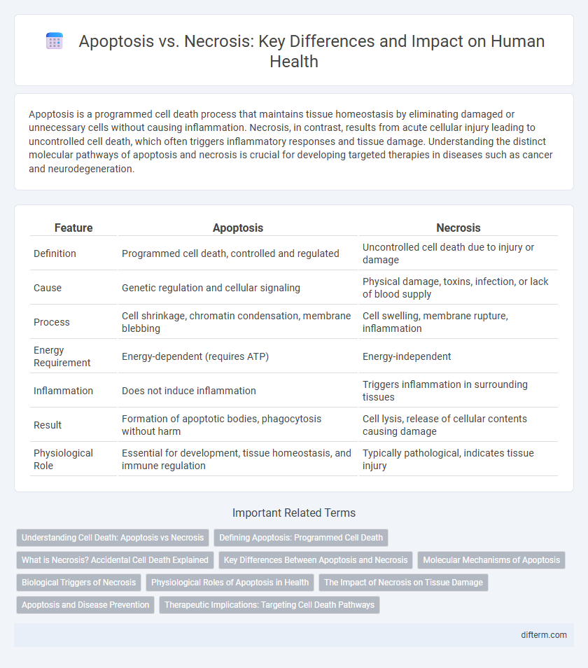 Apoptosis vs. Necrosis: Key Differences and Impact on Human Health