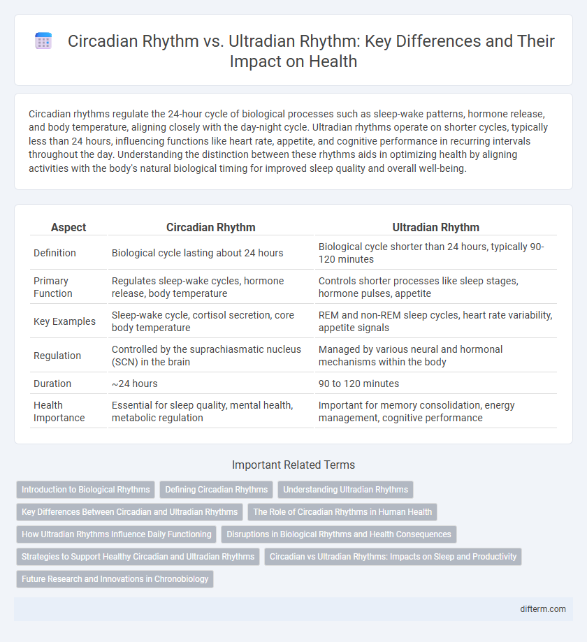 Circadian Rhythm vs. Ultradian Rhythm: Key Differences and Their Impact on Health